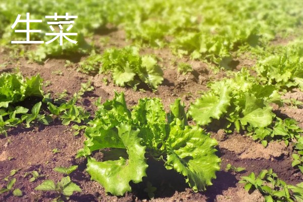 5月份适合种什么蔬菜,可选择黄瓜、豇豆、小白菜等品种