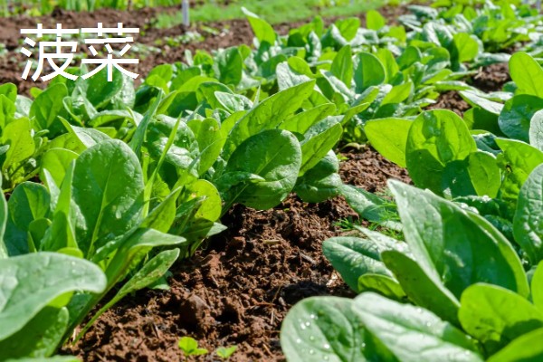 5月份适合种什么蔬菜,可选择黄瓜、豇豆、小白菜等品种