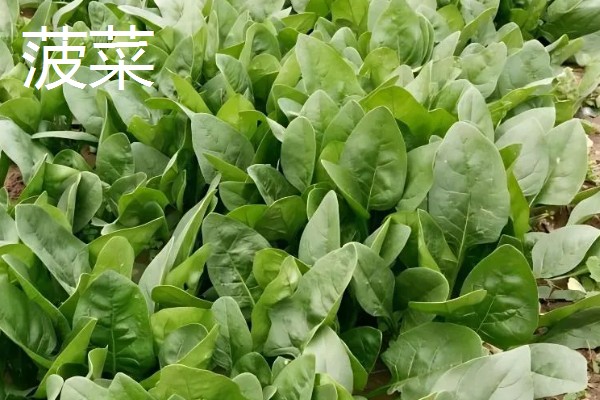 5月份适合种什么蔬菜,可选择黄瓜、豇豆、小白菜等品种