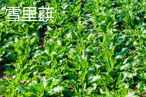 5月份适合种什么蔬菜,可选择黄瓜、豇豆、小白菜等品种