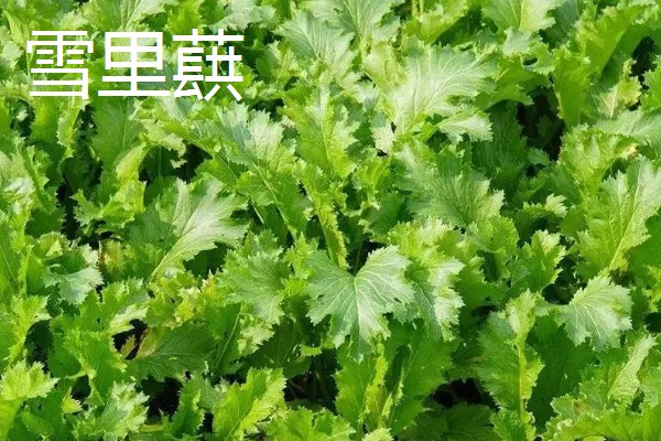 5月份适合种什么蔬菜,可选择黄瓜、豇豆、小白菜等品种