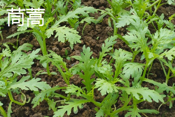 5月份适合种什么蔬菜,可选择黄瓜、豇豆、小白菜等品种