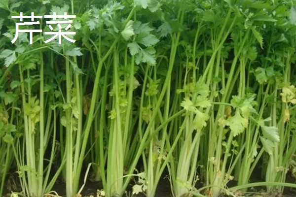 5月份适合种什么蔬菜,可选择黄瓜、豇豆、小白菜等品种