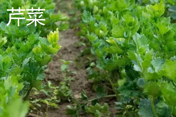 5月份适合种什么蔬菜,可选择黄瓜、豇豆、小白菜等品种