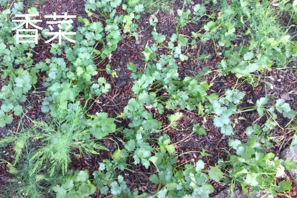 5月份适合种什么蔬菜,可选择黄瓜、豇豆、小白菜等品种