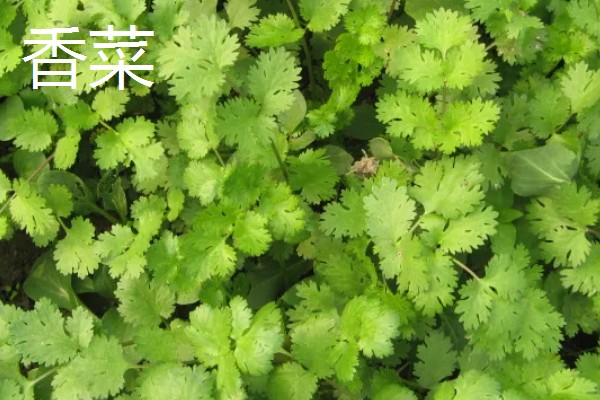 5月份适合种什么蔬菜,可选择黄瓜、豇豆、小白菜等品种
