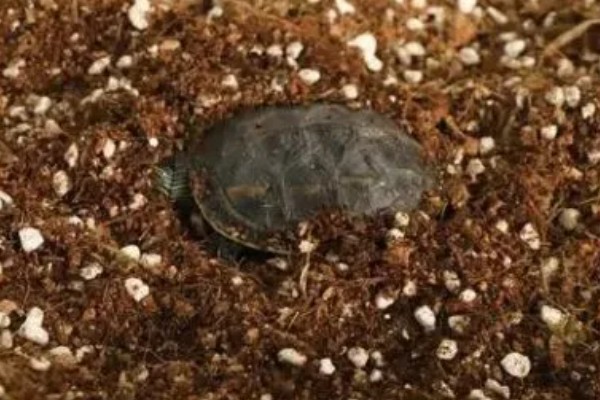 乌龟冬眠的好处,能起到促进发育、增强体质等作用