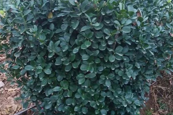 冬青有什么花语，代表坚韧顽强、生机盎然、朴素正直