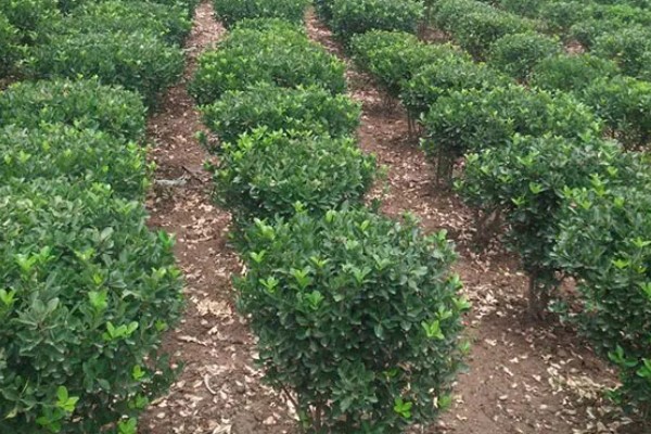 冬青有什么花语，代表坚韧顽强、生机盎然、朴素正直