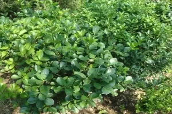 冬青有什么花语，代表坚韧顽强、生机盎然、朴素正直