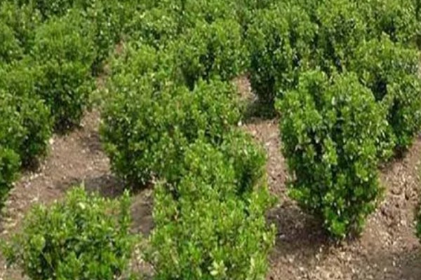 冬青有什么花语，代表坚韧顽强、生机盎然、朴素正直