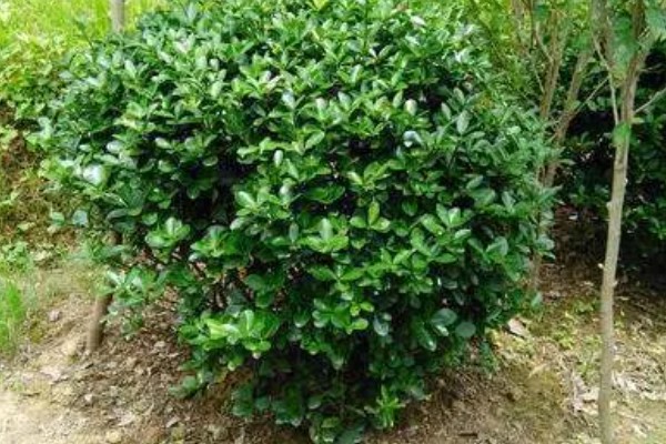 冬青有什么花语，代表坚韧顽强、生机盎然、朴素正直