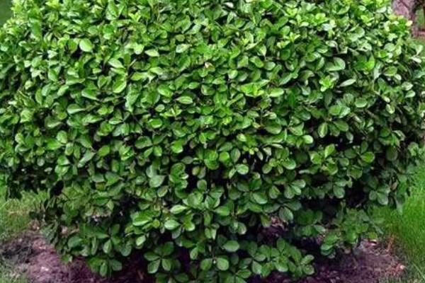 冬青有什么花语，代表坚韧顽强、生机盎然、朴素正直