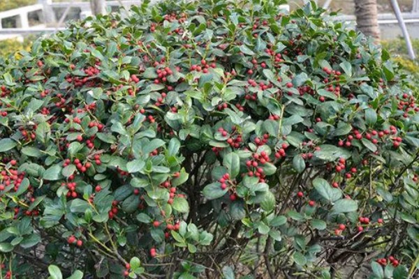 冬青有什么花语，代表坚韧顽强、生机盎然、朴素正直