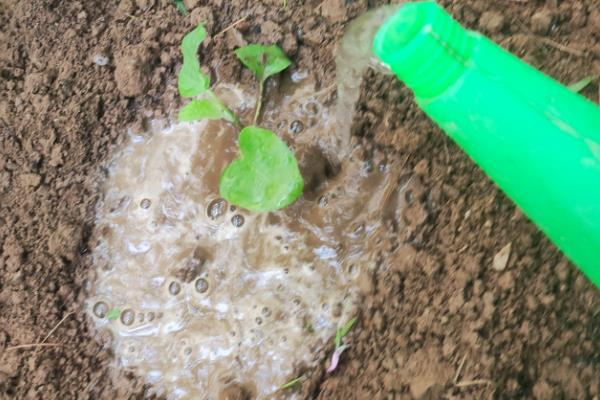 菜苗蔫了如何救活，需立刻浇水