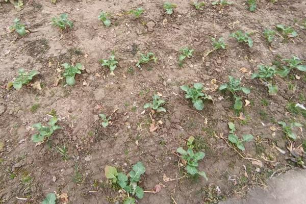 菜苗蔫了如何救活，需立刻浇水