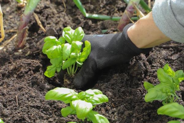 菜苗蔫了如何救活，需立刻浇水