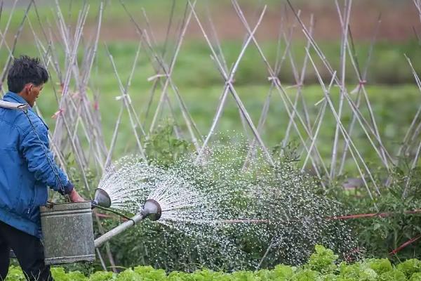 菜苗蔫了如何救活，需立刻浇水