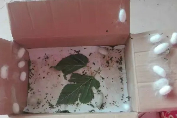 养蚕的方法，根据龄蚕保持温度