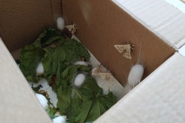 养蚕的方法，根据龄蚕保持温度