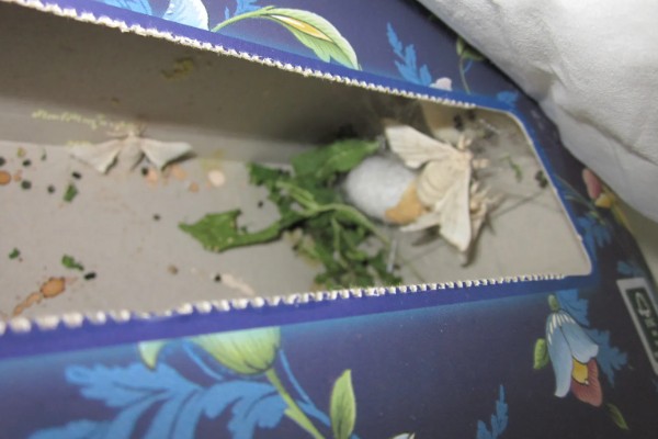 养蚕的方法，根据龄蚕保持温度