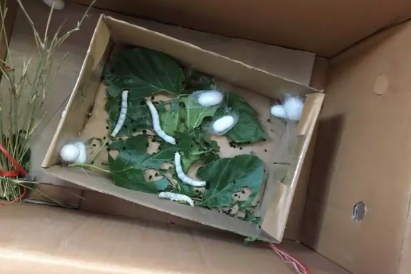 养蚕的方法，根据龄蚕保持温度