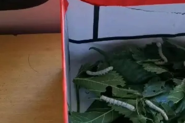 养蚕的方法，根据龄蚕保持温度