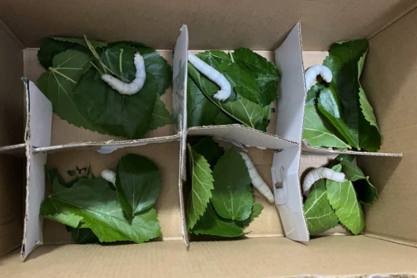 养蚕的方法，根据龄蚕保持温度