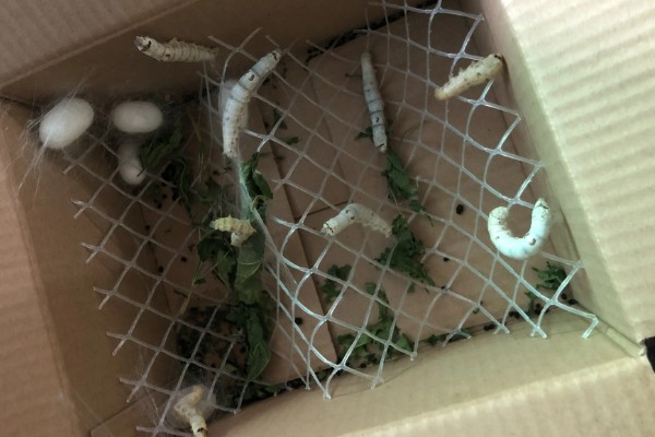 养蚕的方法，根据龄蚕保持温度