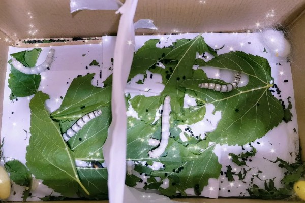 养蚕的方法，根据龄蚕保持温度