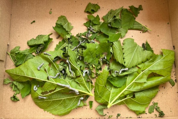 养蚕的方法，根据龄蚕保持温度