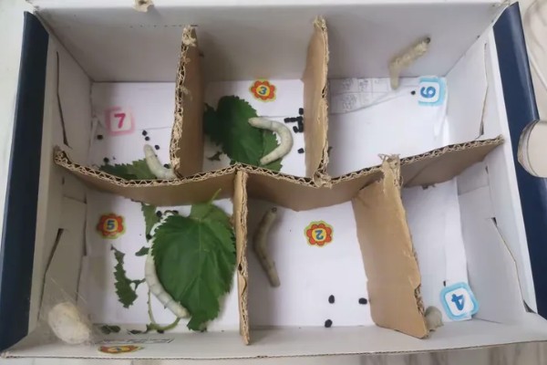 养蚕的方法，根据龄蚕保持温度