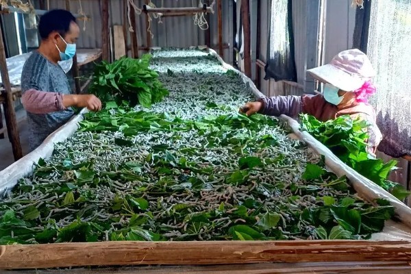 养蚕的方法，根据龄蚕保持温度