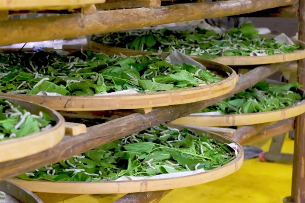 养蚕的方法，根据龄蚕保持温度