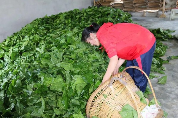 养蚕的方法，根据龄蚕保持温度