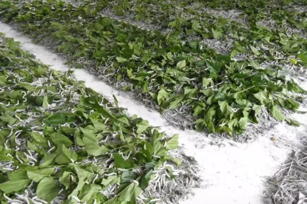 养蚕的方法，根据龄蚕保持温度