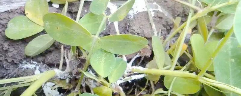 花生为什么会发生青枯病，重茬连作会导致青枯病越来越严重