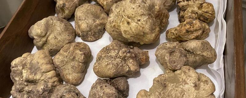 白松露能不能人工种植，目前没有成功的案例