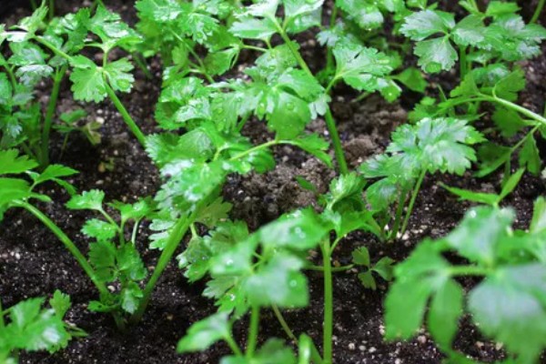 香菜倒伏如何处理，植株徒长需提供均衡的养分