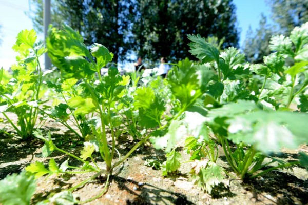 香菜倒伏如何处理，植株徒长需提供均衡的养分