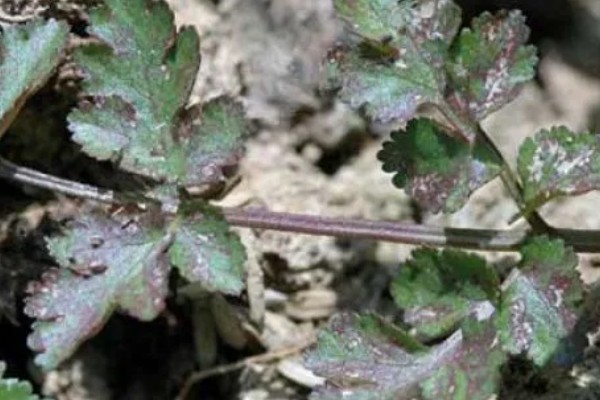 香菜倒伏如何处理，植株徒长需提供均衡的养分