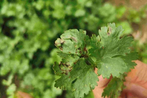 香菜倒伏如何处理，植株徒长需提供均衡的养分