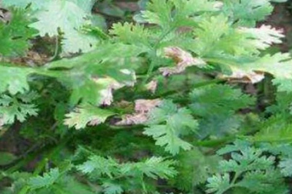 香菜倒伏如何处理，植株徒长需提供均衡的养分