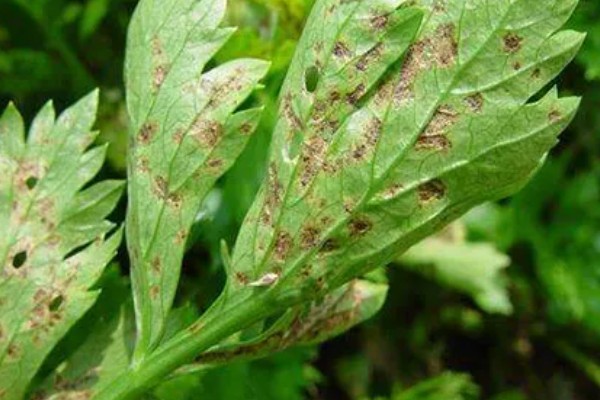 香菜倒伏如何处理，植株徒长需提供均衡的养分