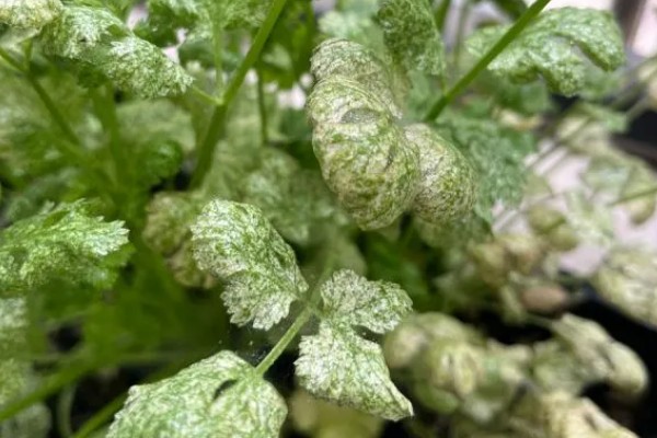 香菜倒伏如何处理，植株徒长需提供均衡的养分