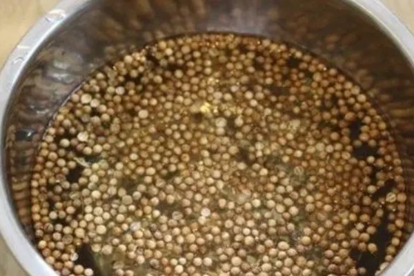 香菜倒伏如何处理，植株徒长需提供均衡的养分