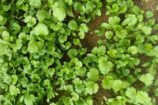 香菜倒伏如何处理，植株徒长需提供均衡的养分