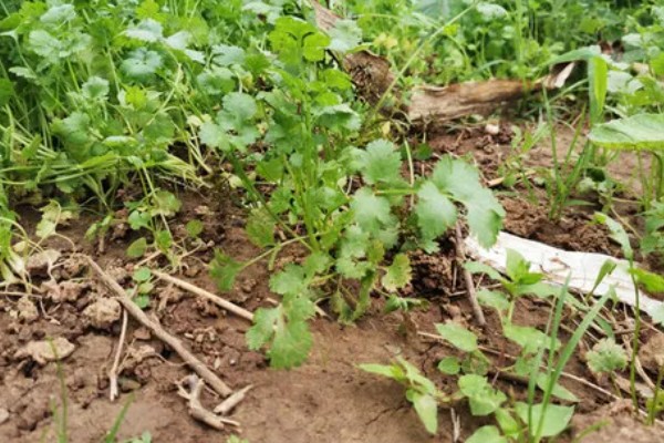 香菜倒伏如何处理，植株徒长需提供均衡的养分