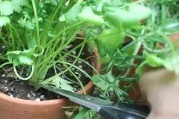 香菜倒伏如何处理，植株徒长需提供均衡的养分