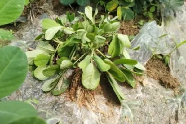 花生为什么会发生青枯病,重茬连作会导致青枯病越来越严重